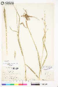 Bromus pumpellianus image