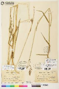 Bromus pumpellianus image