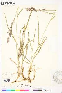 Bromus pumpellianus image