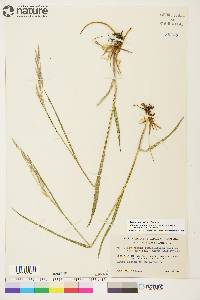 Bromus pumpellianus image