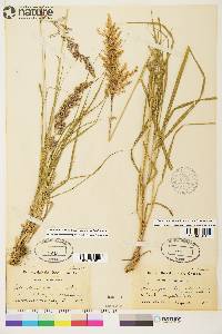 Calamagrostis stricta image