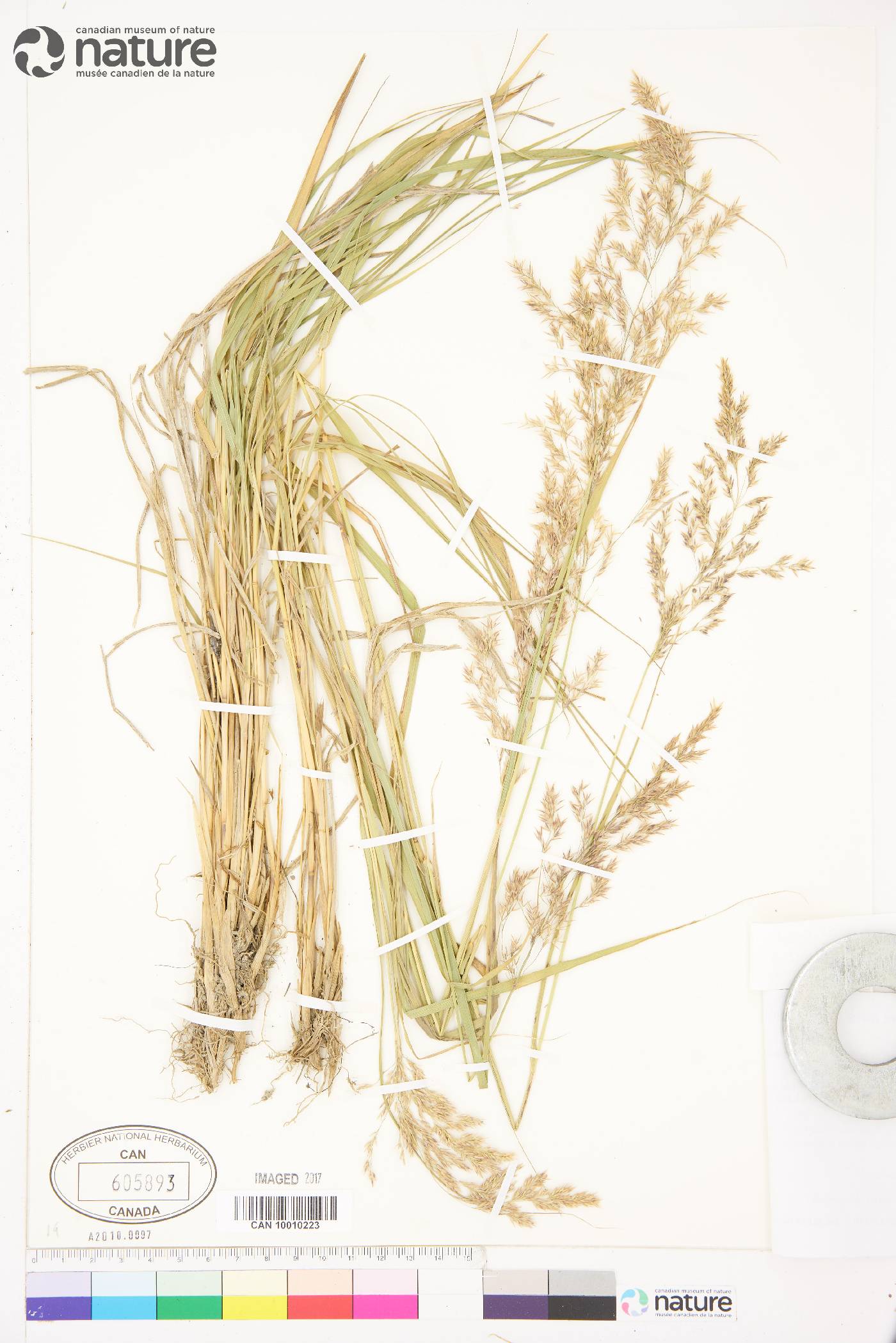 Calamagrostis canadensis var. langsdorffii image