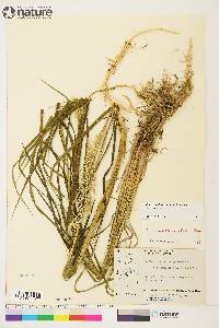 Calamagrostis canadensis var. canadensis image