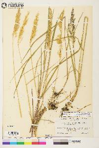 Calamagrostis canadensis var. canadensis image