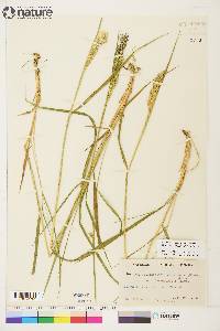 Calamagrostis canadensis var. langsdorffii image