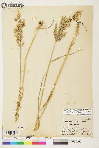 Calamagrostis canadensis var. langsdorffii image