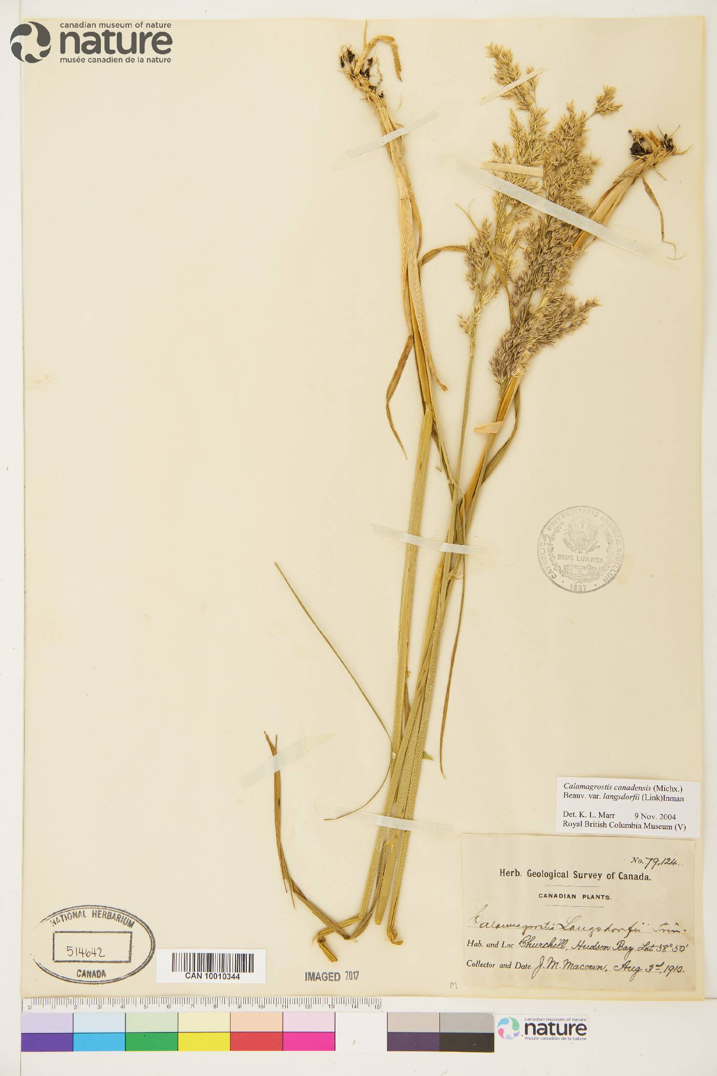 Calamagrostis canadensis var. langsdorffii image