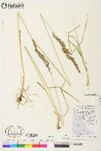 Calamagrostis lapponica image