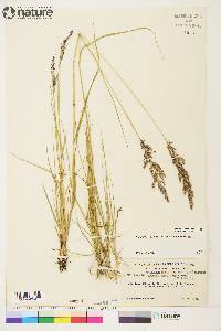 Calamagrostis lapponica image