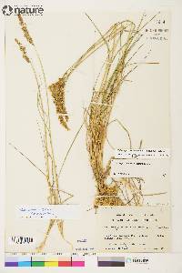 Calamagrostis lapponica image