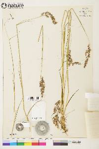 Calamagrostis lapponica image