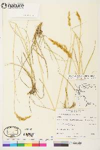 Calamagrostis lapponica image