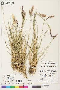 Calamagrostis purpurascens image