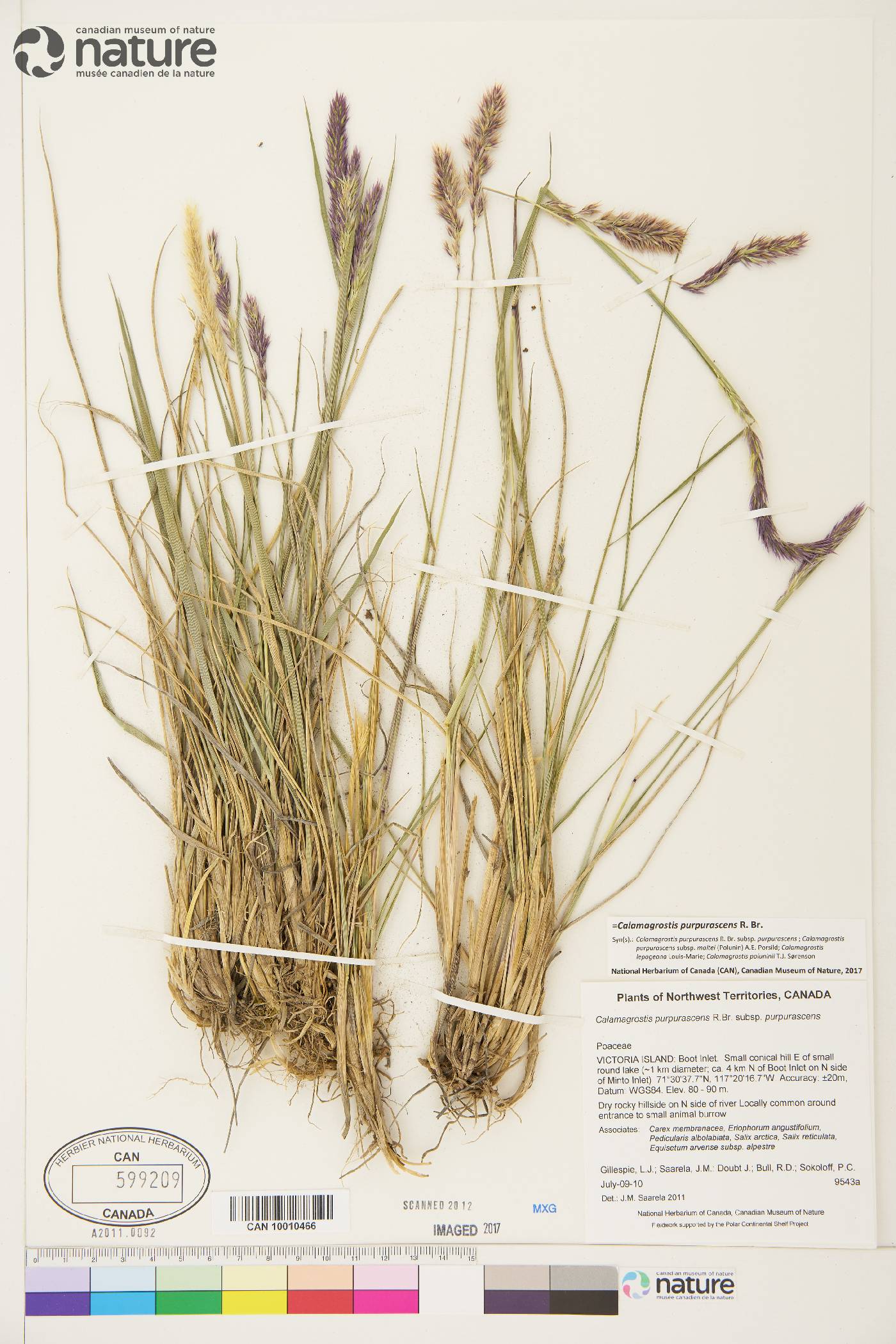 Calamagrostis purpurascens image