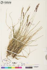 Calamagrostis purpurascens image