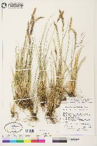 Calamagrostis purpurascens image