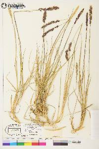 Calamagrostis purpurascens image