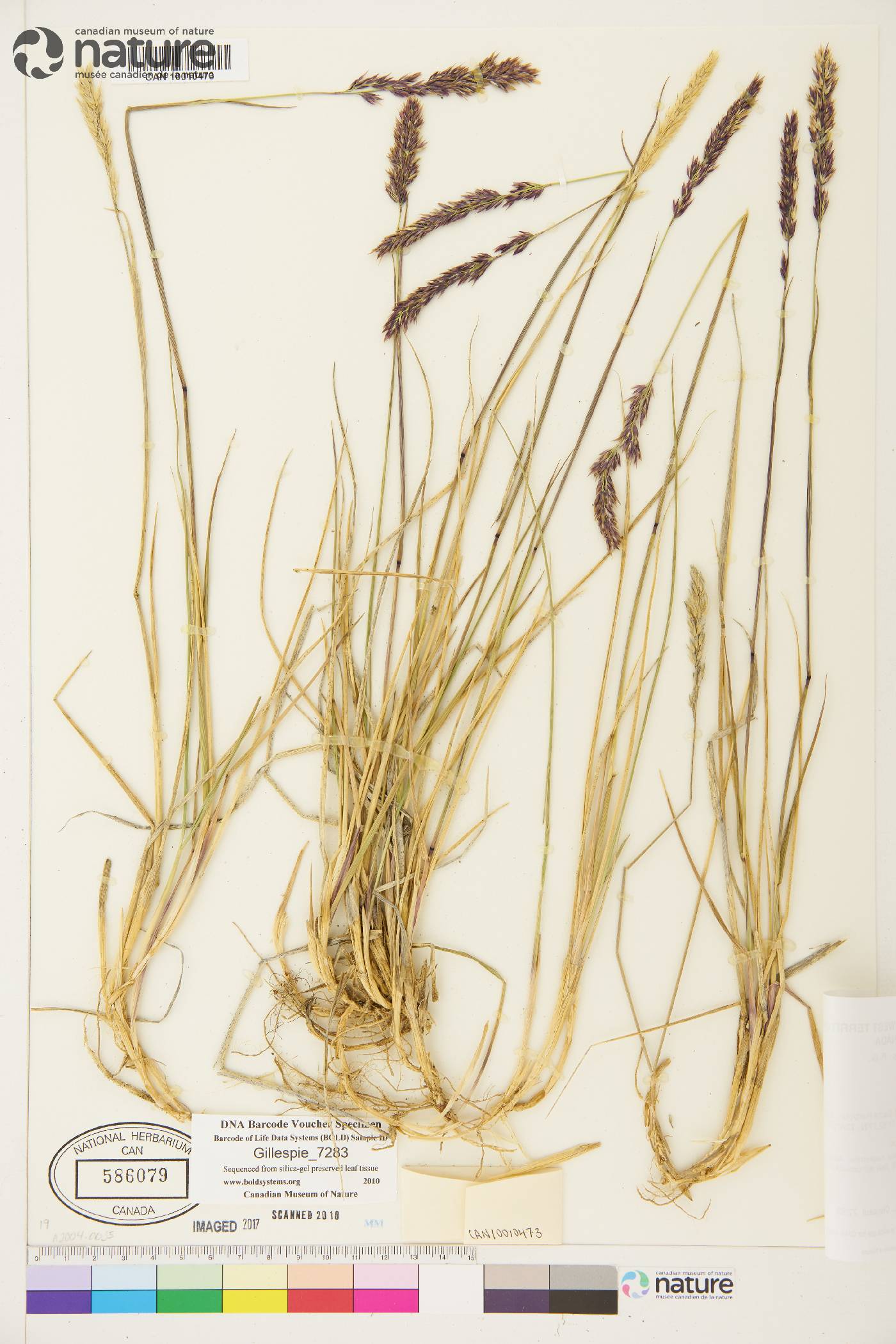 Calamagrostis purpurascens image