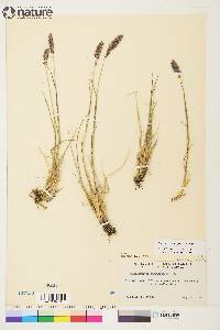 Calamagrostis purpurascens image