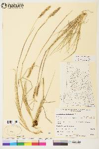 Calamagrostis purpurascens image