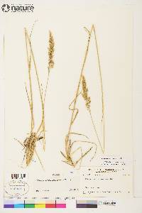 Calamagrostis purpurascens image