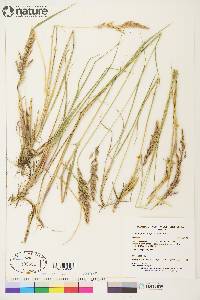 Calamagrostis purpurascens image