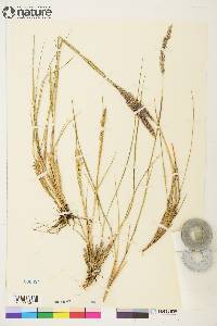 Calamagrostis purpurascens image