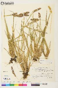 Calamagrostis purpurascens image