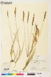 Calamagrostis purpurascens image