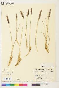 Calamagrostis purpurascens image