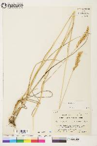 Calamagrostis purpurascens image