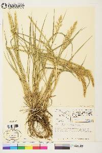 Calamagrostis purpurascens image