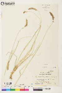 Calamagrostis purpurascens image