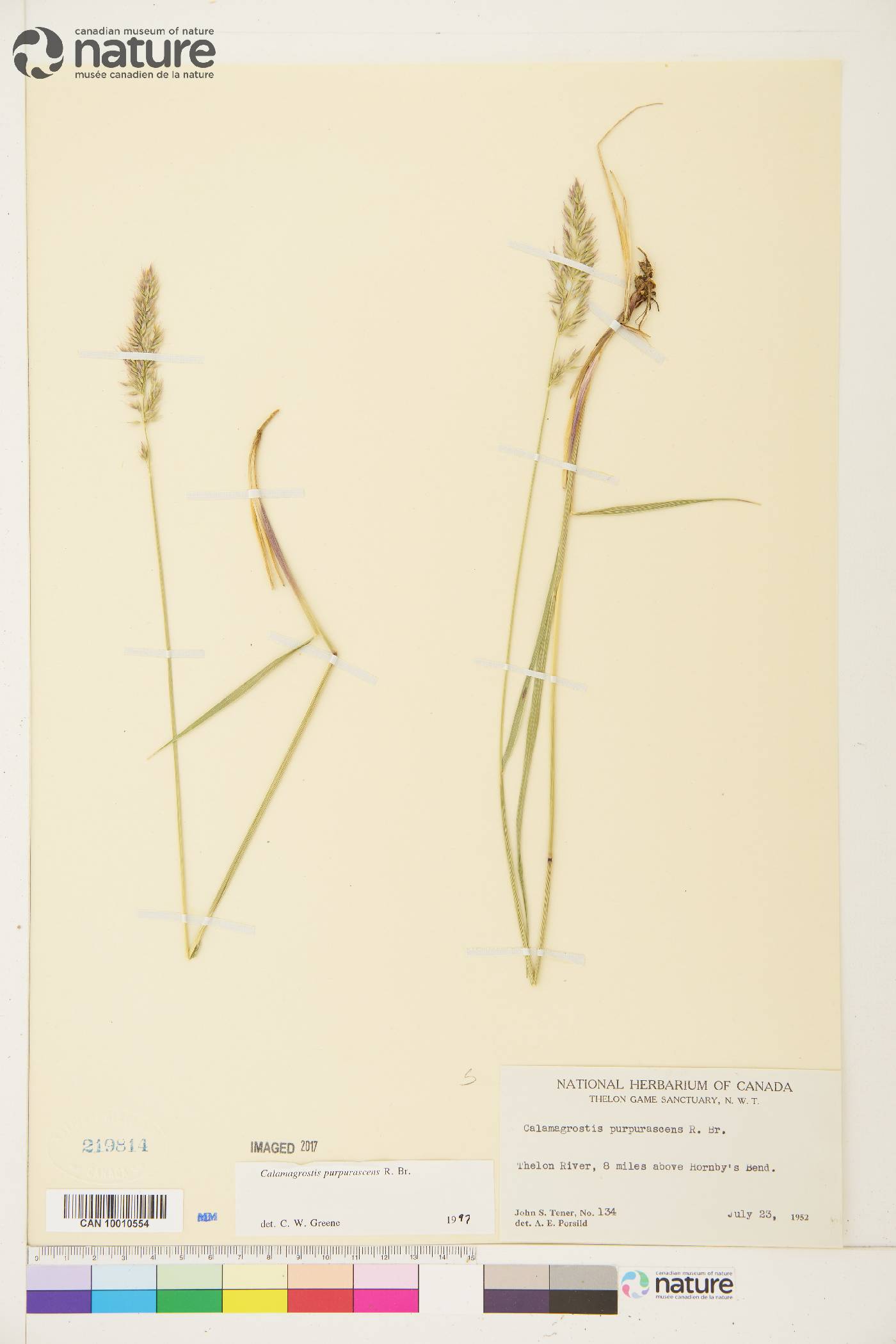 Calamagrostis purpurascens image