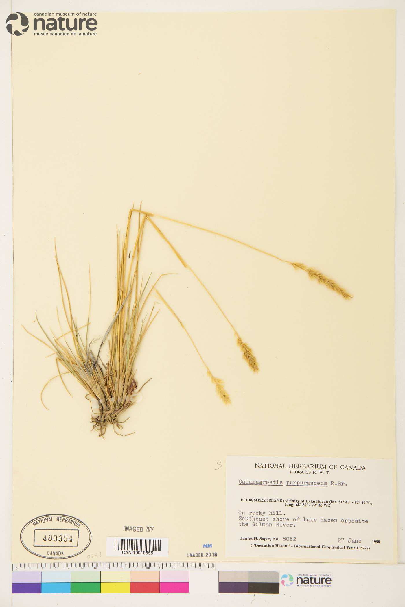 Calamagrostis purpurascens image