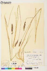 Calamagrostis purpurascens image