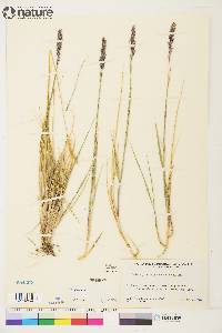 Calamagrostis purpurascens image