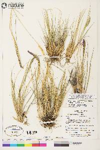 Calamagrostis purpurascens image