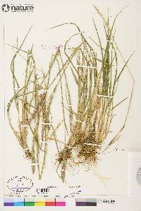 Calamagrostis purpurascens image