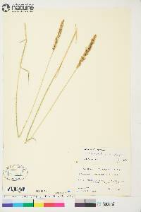 Calamagrostis purpurascens image