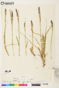 Calamagrostis purpurascens image