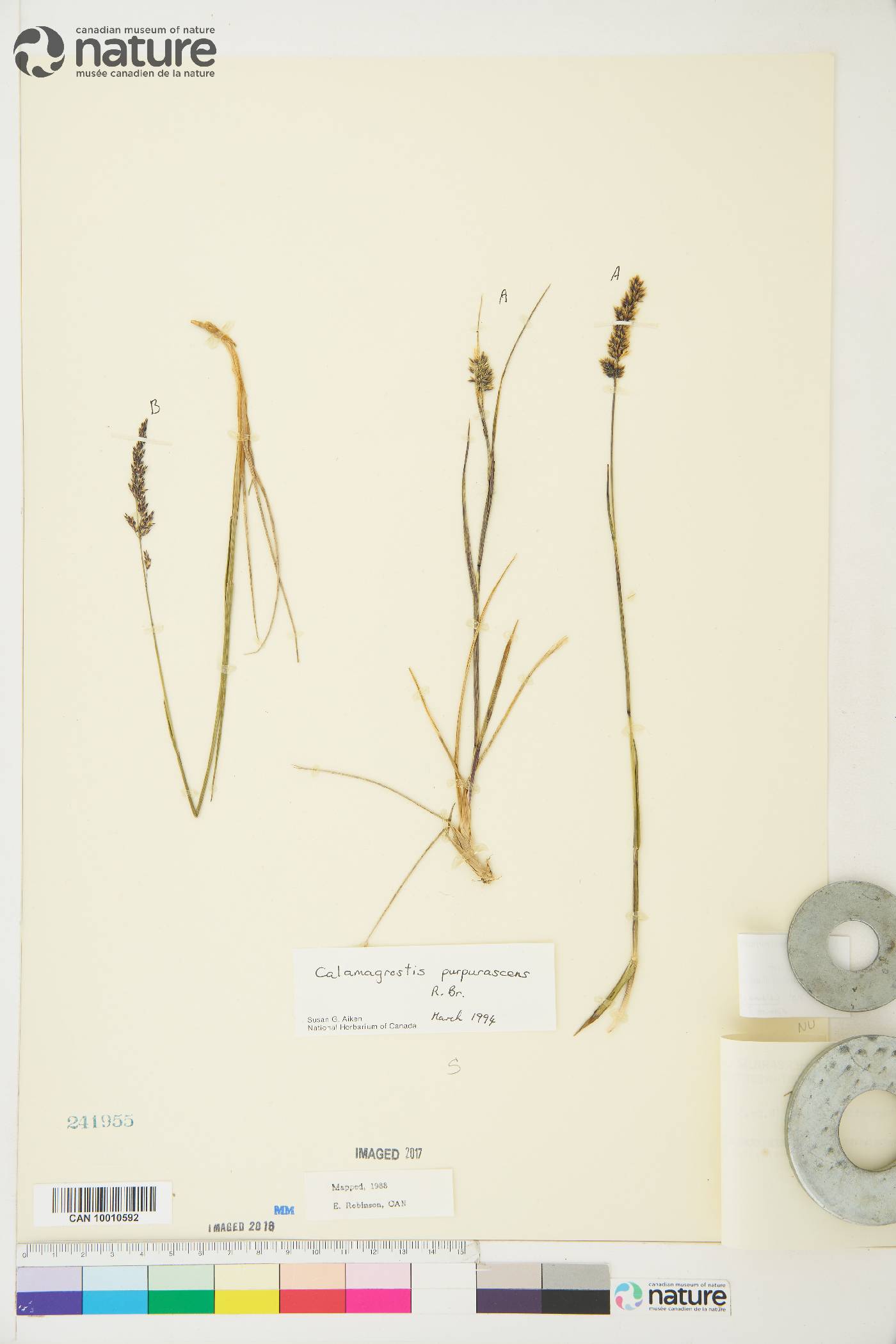 Calamagrostis purpurascens image