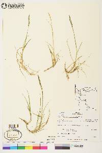 Calamagrostis deschampsioides image