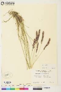 Calamagrostis purpurascens image