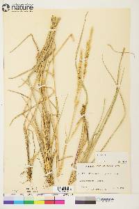 Calamagrostis purpurascens image