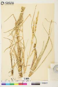 Calamagrostis purpurascens image