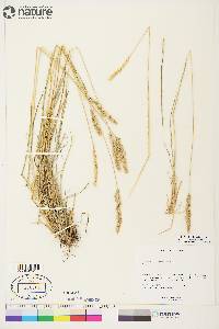 Calamagrostis purpurascens image