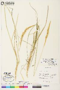 Calamagrostis purpurascens image