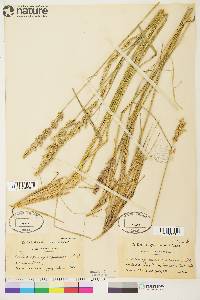 Calamagrostis purpurascens image