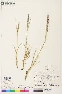 Calamagrostis purpurascens image